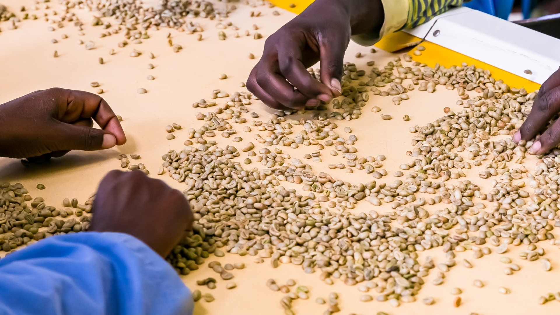 Coffee & Cocoa Cooperatives